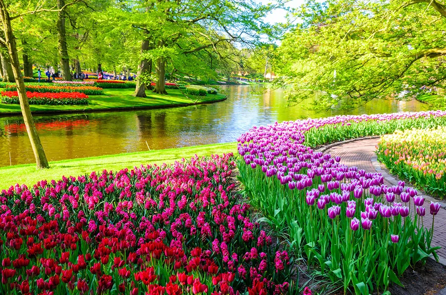 Dog friendly city guide to Amsterdam
