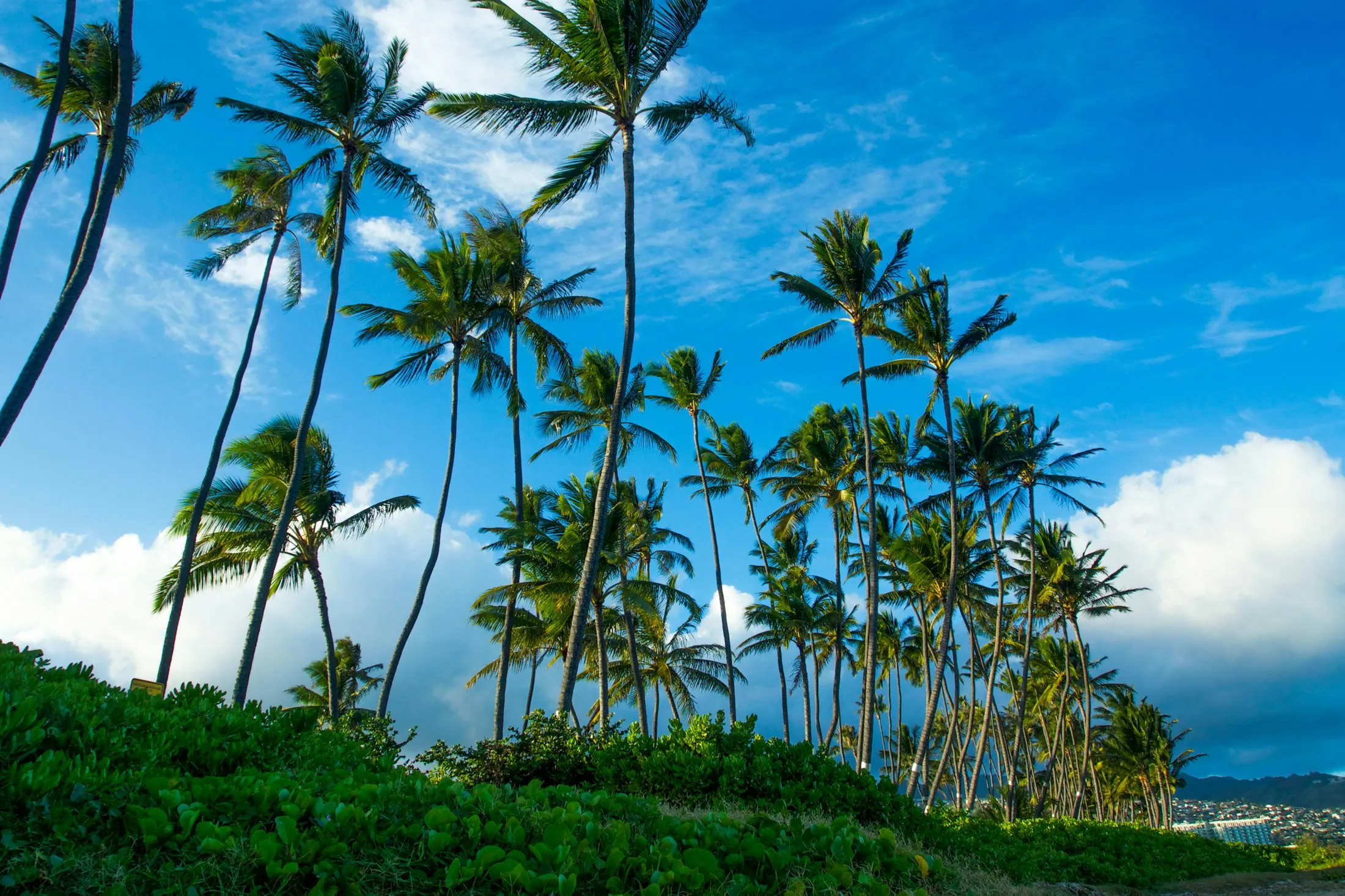 Dog friendly hotels in Honolulu