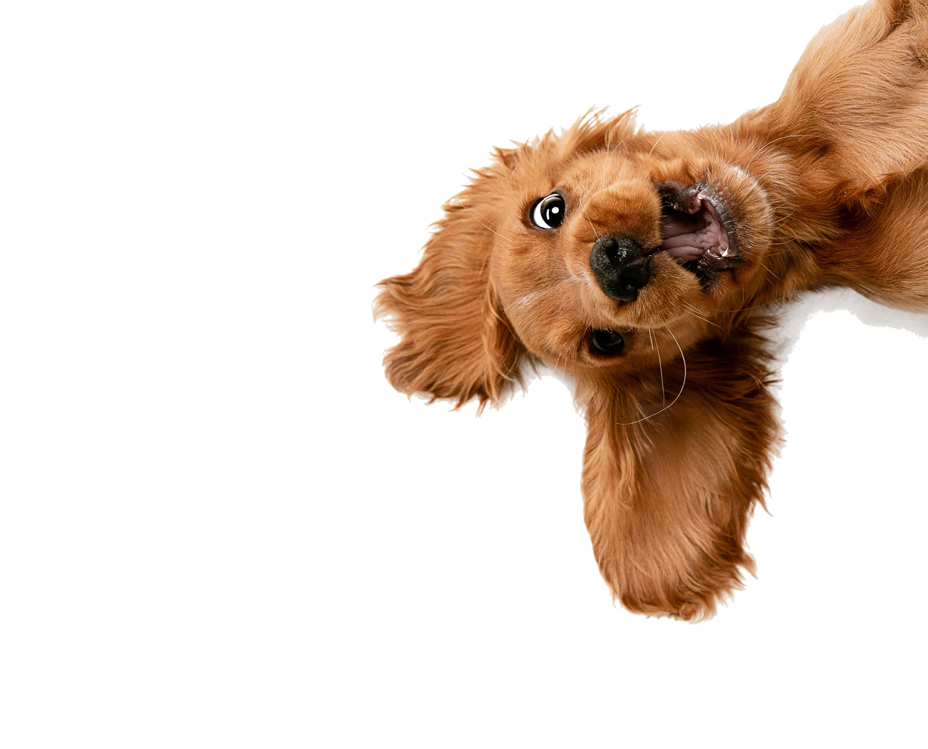 A happy spaniel puppy